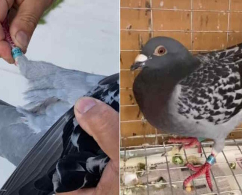 Cuban crisis: even the pigeons emigrate to Miami