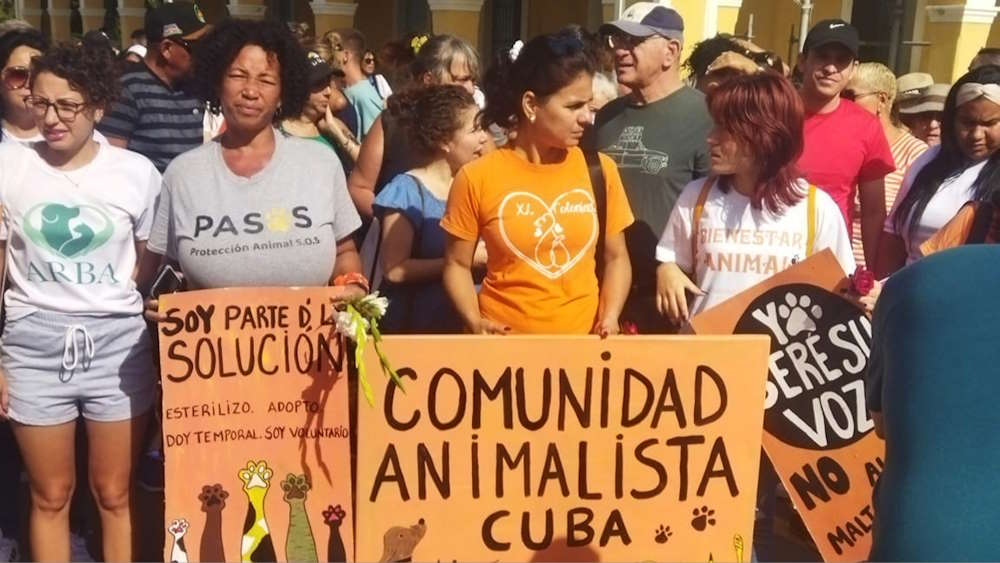 Cuban animal activists carry out a pilgrimage in Havana for Dog Day